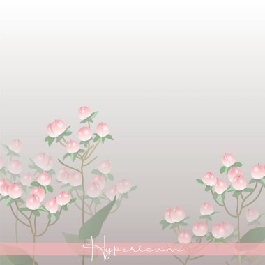 Hypericum pembesi. Çilek. Botanik illüstrasyon. Buketler için bitkiler. Böğürtlenli dal.