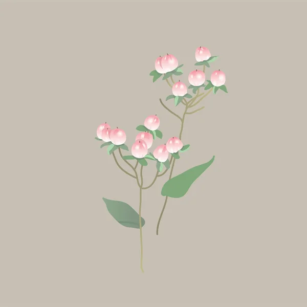 Hypericum pembesi. Çilek. Botanik illüstrasyon. Buketler için bitkiler. Böğürtlenli dal.