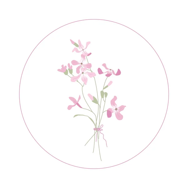 Matthiola Rosa Delicati Fiori Giardino Bouquet Estivo Illustrazione Botanica Modello — Vettoriale Stock