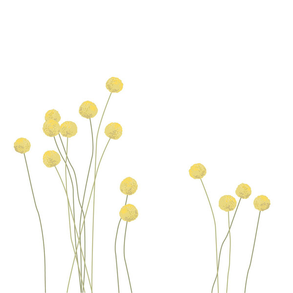 Craspedia.Garden yellow, spherical flowers. Floral flowers. Summer plants. Botanical vector illustration. Floral print. Spring card