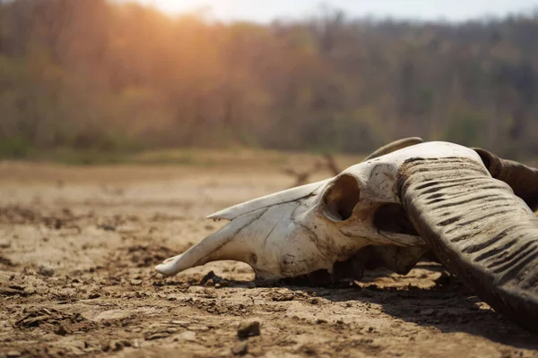 skull animal on dry land. The drought land texture in Thailand. The global shortage of water on the planet. Global warming and greenhouse effect concept