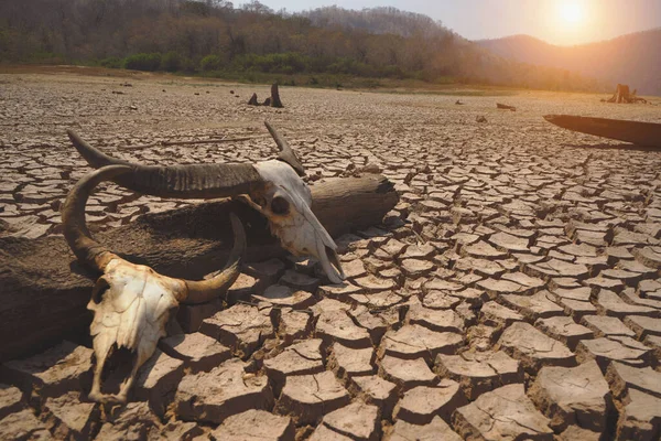 Skull animal on dry land. The drought land texture in Thailand. The global shortage of water on the planet. Global warming and greenhouse effect concept
