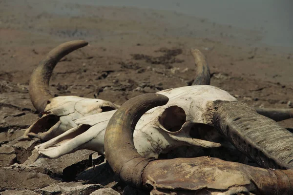 skull animal on dry land. The drought land texture in Thailand. The global shortage of water on the planet. Global warming and greenhouse effect concept