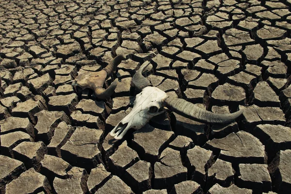 skull animal on dry land. The drought land texture in Thailand. The global shortage of water on the planet. Global warming and greenhouse effect concept