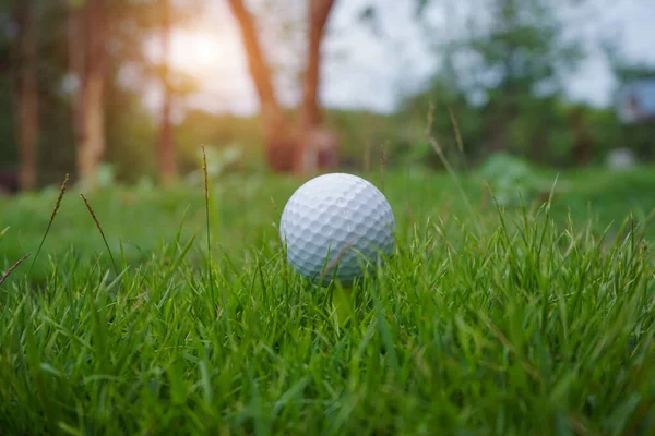 Pelota Golf Sobre Hierba Verde Pelota Golf Tee Campo Golf —  Fotos de Stock