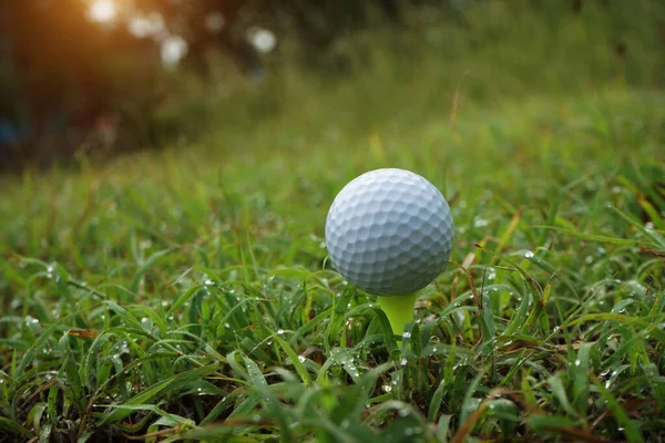 golf ball on green grass. Golf ball on tee in the evening golf course with sunshine background.