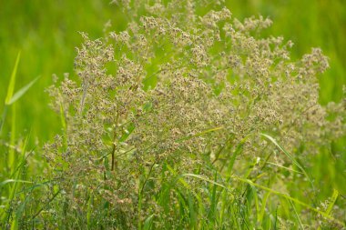 Yeşil çimenli yeşil yaz doğası. Yeşil çimenli bahar çiçekleri..