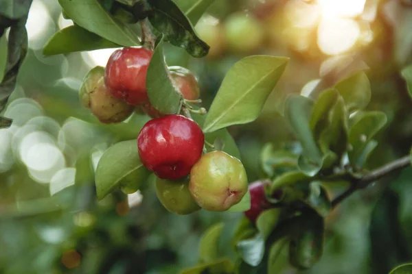 Yeşil yapraklı taze kırmızı organik Brezilya acerola meyvesi. Ağaçta taze organik kiraz, yüksek vitamin ve antioksidan meyveler..