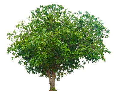 Beyaz arka planda izole ağaçlar, tasarımda, reklamcılıkta ve mimaride kullanılan tropikal ağaçlar.                                