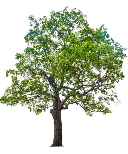 Árvores Isoladas Sobre Fundo Branco Árvores Tropicais Isoladas Usadas Para — Fotografia de Stock