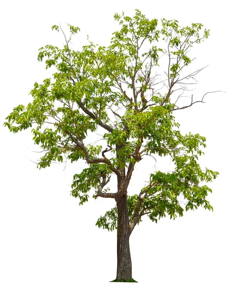 Bäume Isoliert Auf Weißem Hintergrund Tropische Bäume Isoliert Für Design — Stockfoto