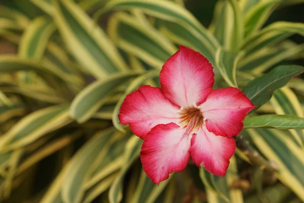 Primer Plano Azalea Roja Desierto Flores Rosas Que Florecen Hojas — Foto de Stock