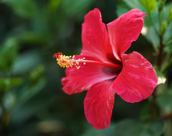 Schöne Rote Hibiskusblüte Die Auf Einem Grünen Blätterhintergrund Garten Wächst — Stockfoto