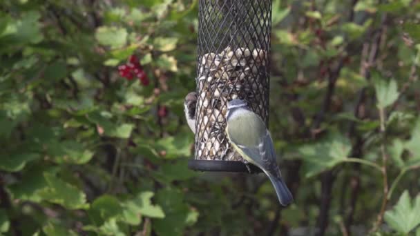 Sýkora modřinka a tree sparrow na birdfeeder — Stock video