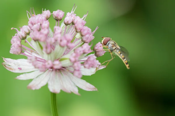 Hoverfly na flor astrantia — Fotografia de Stock