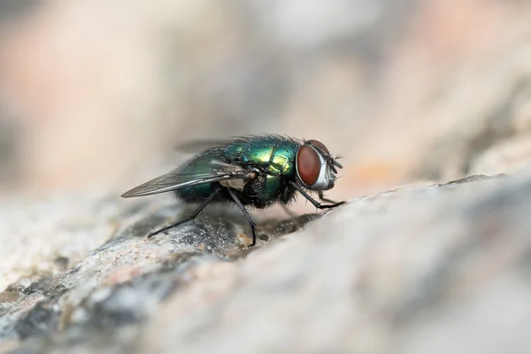 Mosca verde su una superficie di pietra — Foto Stock