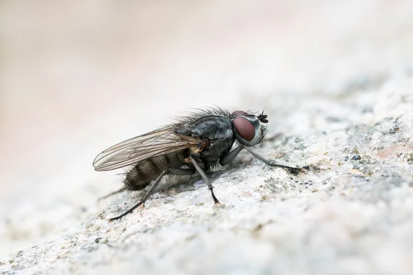 Flesh fly on a rock — Stock Photo, Image