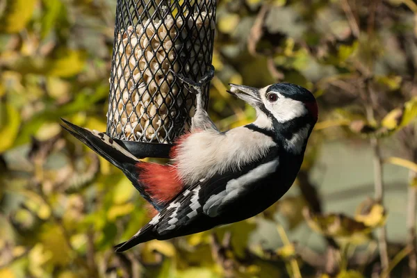 Gran pájaro carpintero manchado —  Fotos de Stock