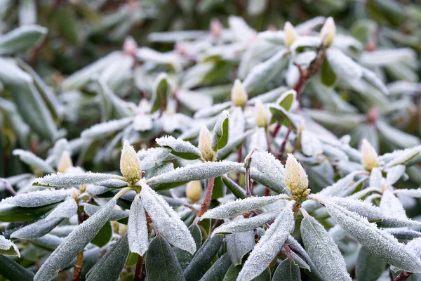 Frost på rhododendron — Stockfoto