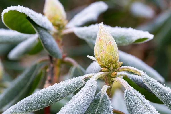 Frost am Rhododendron — Stockfoto