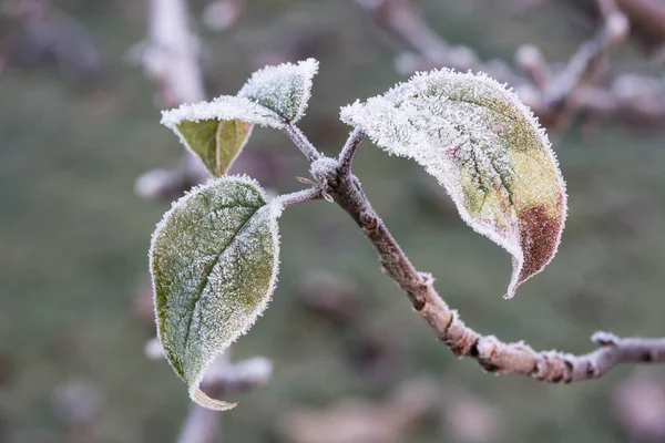 Apfelblätter mit Frost — Stockfoto