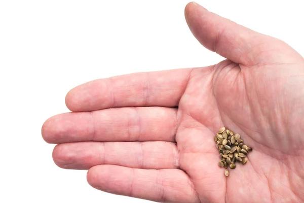 Sementes de cânhamo em uma palma de mão — Fotografia de Stock