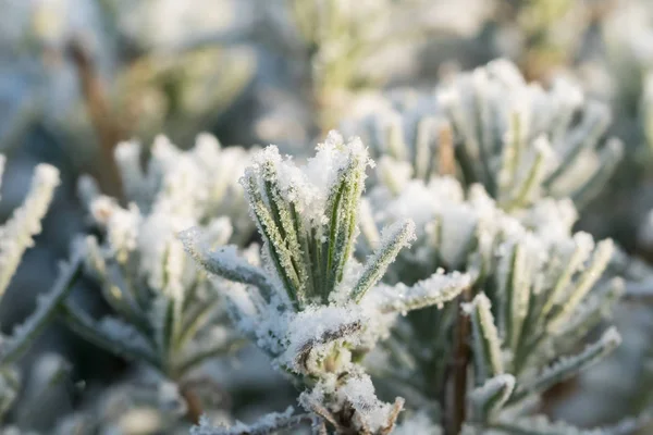 Närbild Lavendel Vinter Med Snö Och Rimfrost Frost — Stockfoto