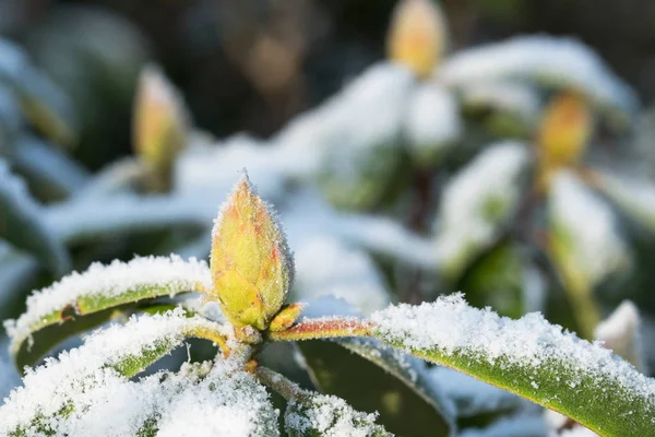 Närbild Rhododendron Bud Vintern Med Snö Och Rimfrost — Stockfoto