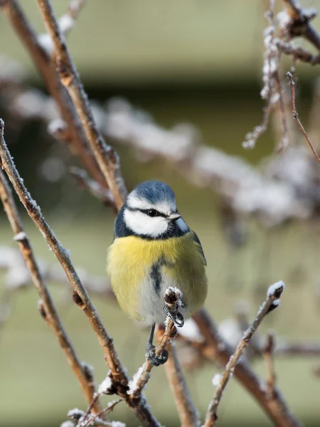 Uccello tetta blu sul ramoscello — Foto Stock