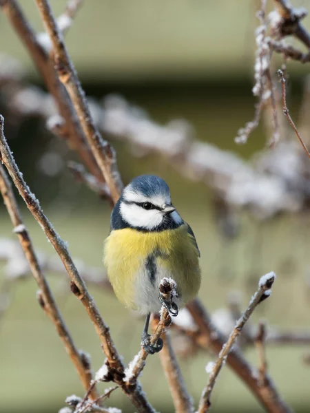 Mésange bleue oiseau sur brindille — Photo