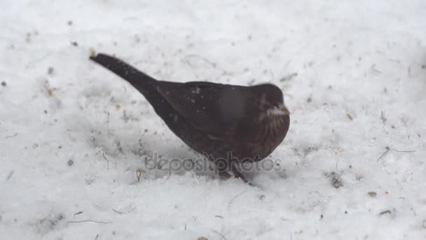 Обыкновенный дрозд в снегу — стоковое видео