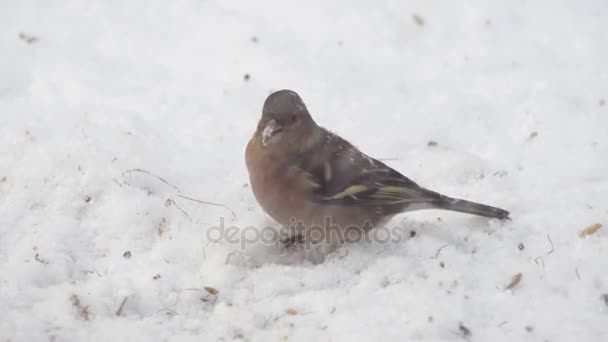 Fringuello comune nella neve — Video Stock