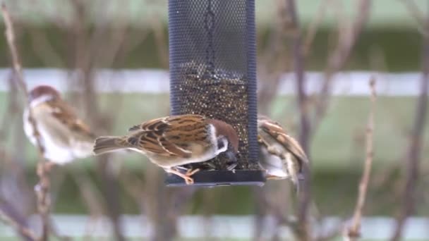 Baumpatzen am Vogelfutterhäuschen — Stockvideo