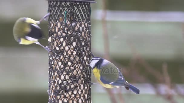 Tit fåglar på en fågelmatare — Stockvideo