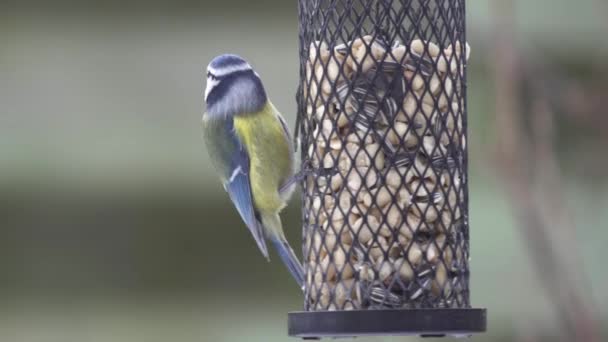 Blåmes på en fågelmatare — Stockvideo