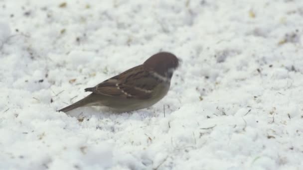 Tree sparrow in snow — Stock Video