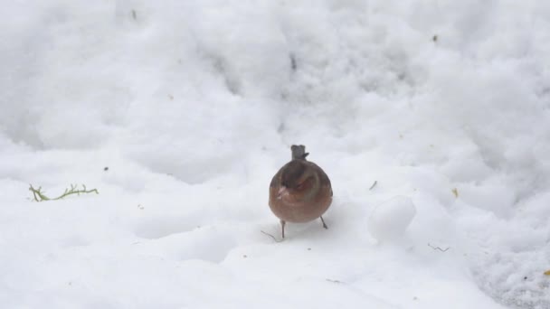 Common chaffinch in snow — Stock Video