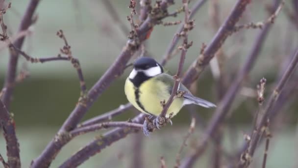 Great tit on a twig — Stock Video