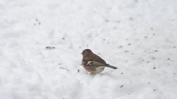 Pinzón común en la nieve — Vídeo de stock