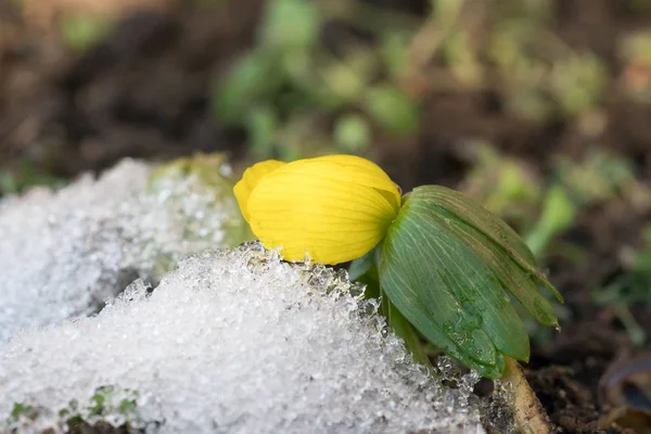 Zimní oměj květina se sněhem — Stock fotografie