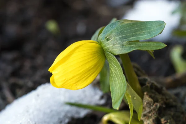 Winter Akonitenblume mit Schnee — Stockfoto