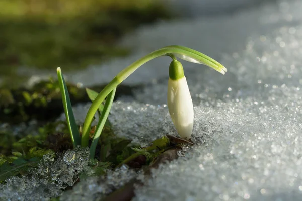 Single snowdrop flower and snow — Stock Photo, Image