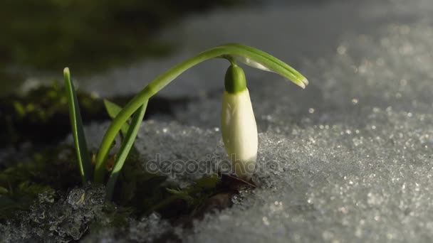 Sola flor de nieve y nieve — Vídeos de Stock