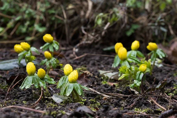 Groups Eranthis Winter Aconite Flowers Water Droplets Them — Stock Photo, Image
