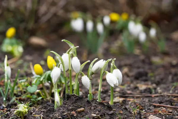 Skupina Sněženky Kapičkami Další Květiny Rozmazané Pozadí — Stock fotografie