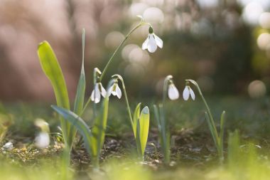 Kardelen ile sığ derinlik-in tarla