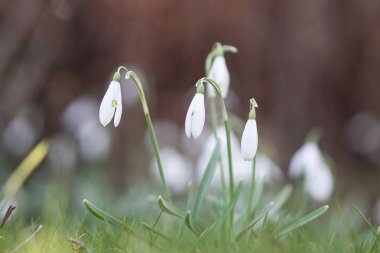 Kardelen ile sığ derinlik-in tarla