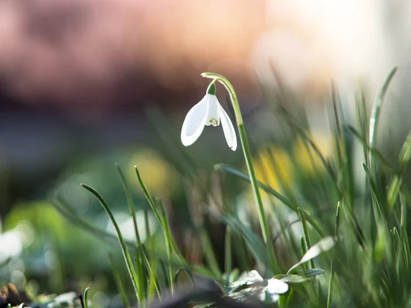 Snowdrop met ondiepe scherptediepte — Stockfoto