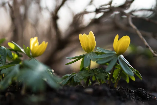 Flores de acônito de inverno com DOF rasa — Fotografia de Stock