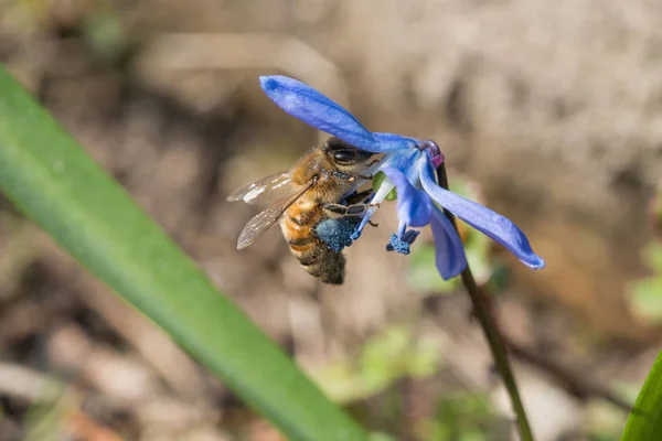 Honey bee in  siberian squill flower — Stock Photo, Image